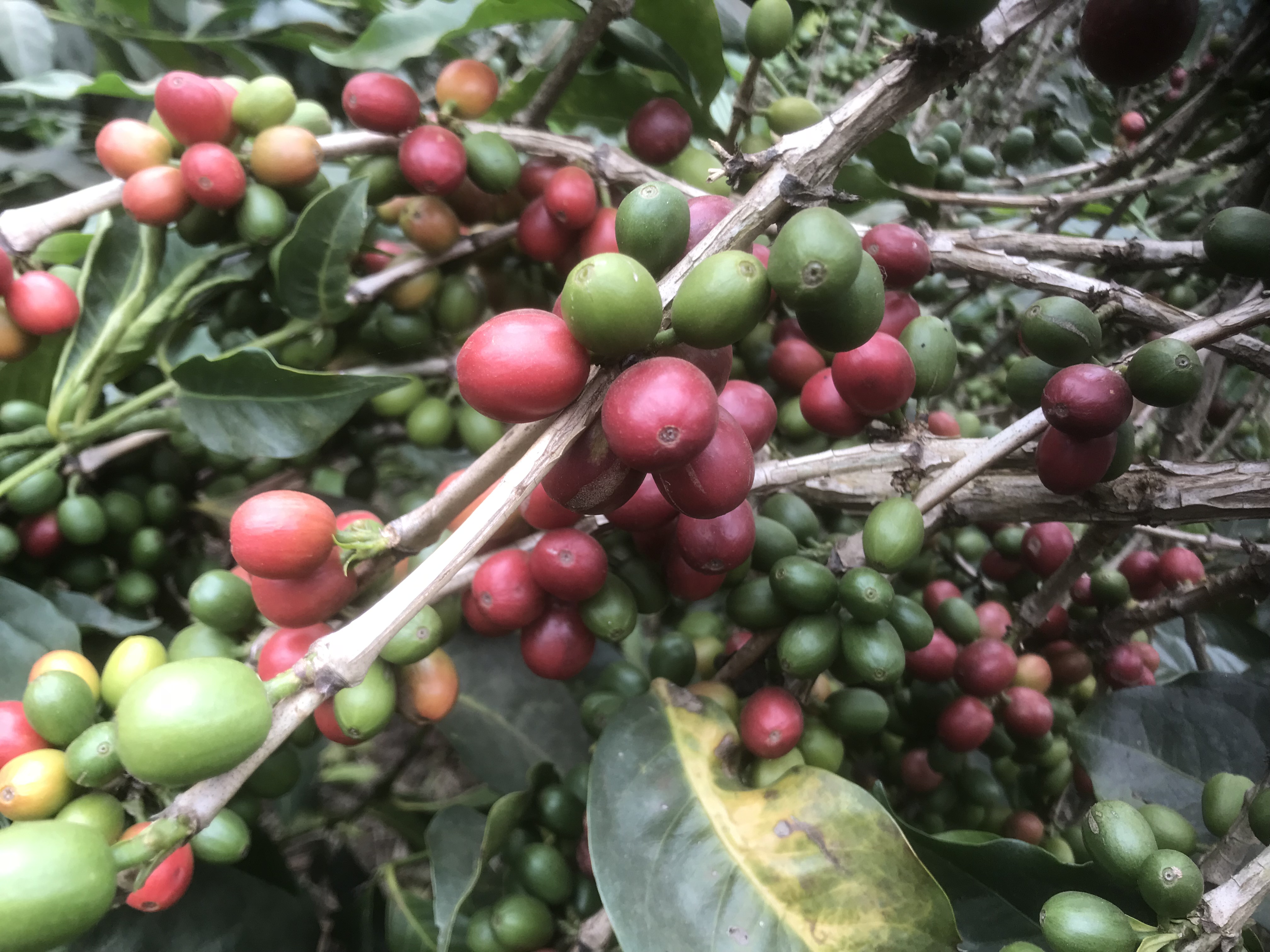 コーヒー品種の樹海をさまよう 其の一 Roast Design Coffee Blog